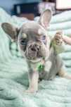 Bulldog francez lilac tan baietel