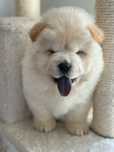 Chow chow 2 luni