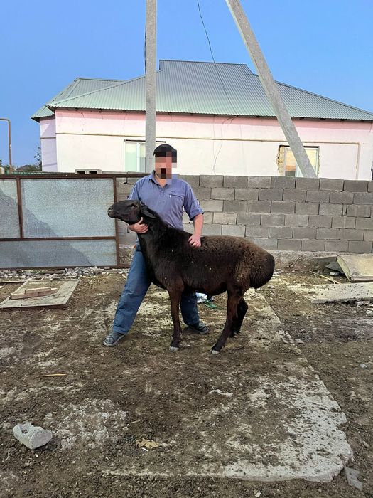 гиссар кошкар тукымдыкка