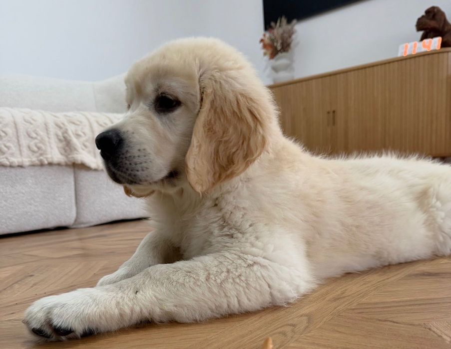 Golden Retriever mascul cu Pedigree