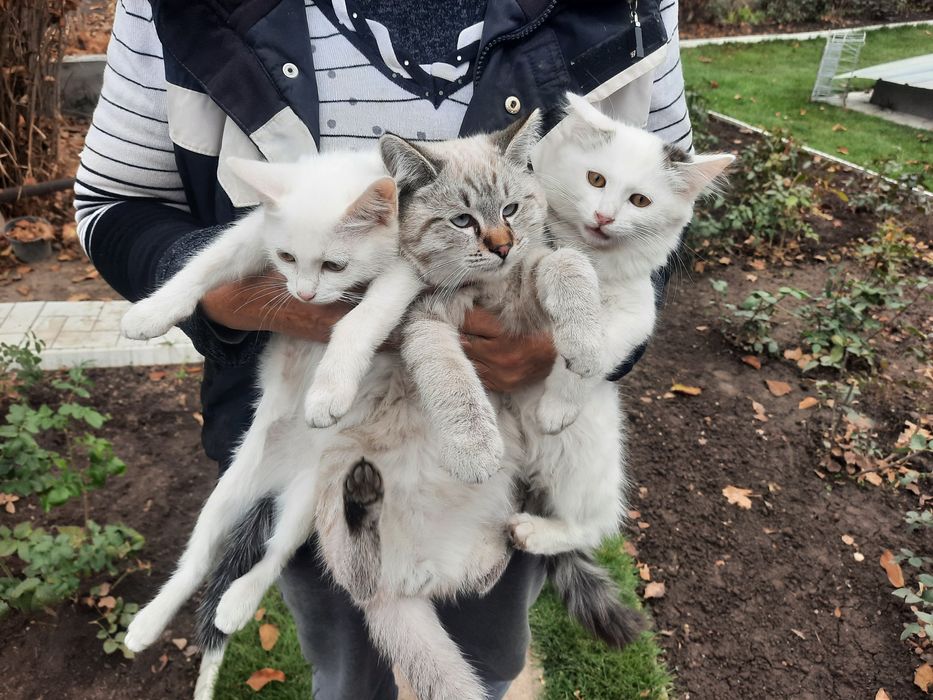 Отдадим котят в ласковые и добрые руки.