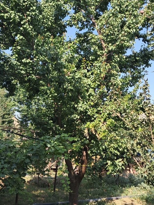 O‘rik daraxti sotiladi (kesib olib ketishga)