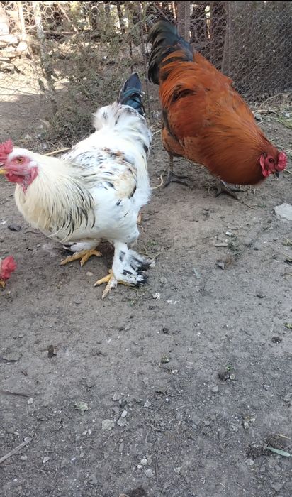 Cocoși de rasă de vânzare