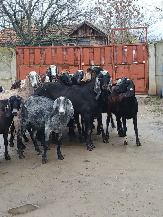 Vând 3 țapi și 14 capre anglonubiene