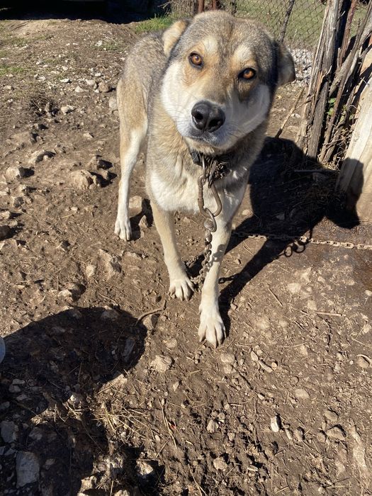 Понарявам . Вълчак и немска овчарка.