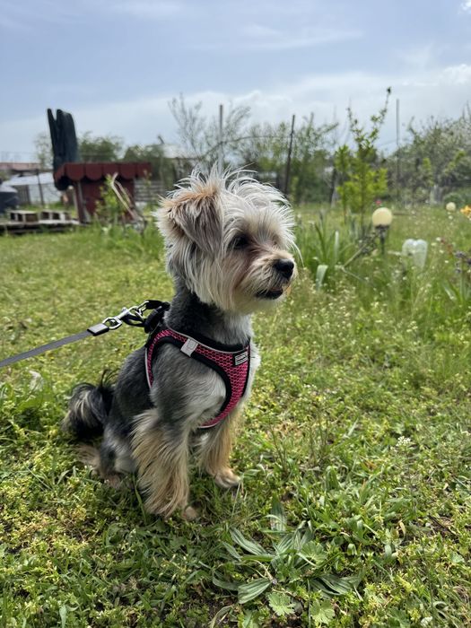 Petsitter/cazare animalute