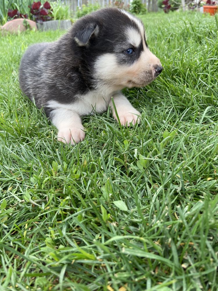 Pui Husky Siberian