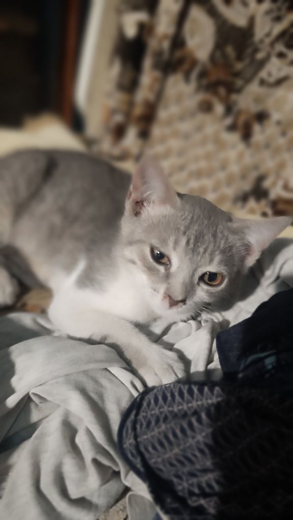 Котята домашние бесплатно