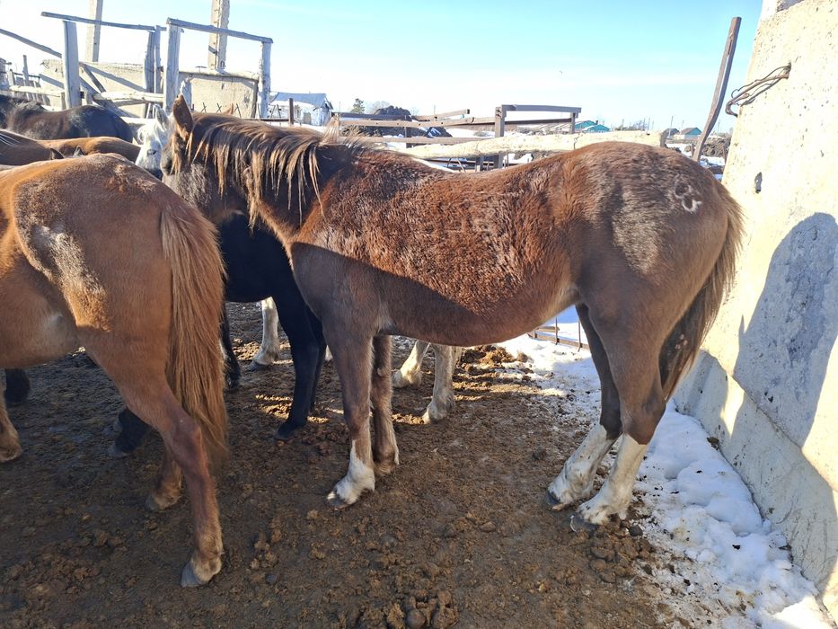 Продам кобылу Орловская порода