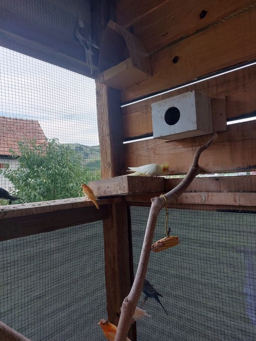 Canari si nimfe de dat