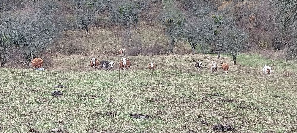 Vaci baltate gestante