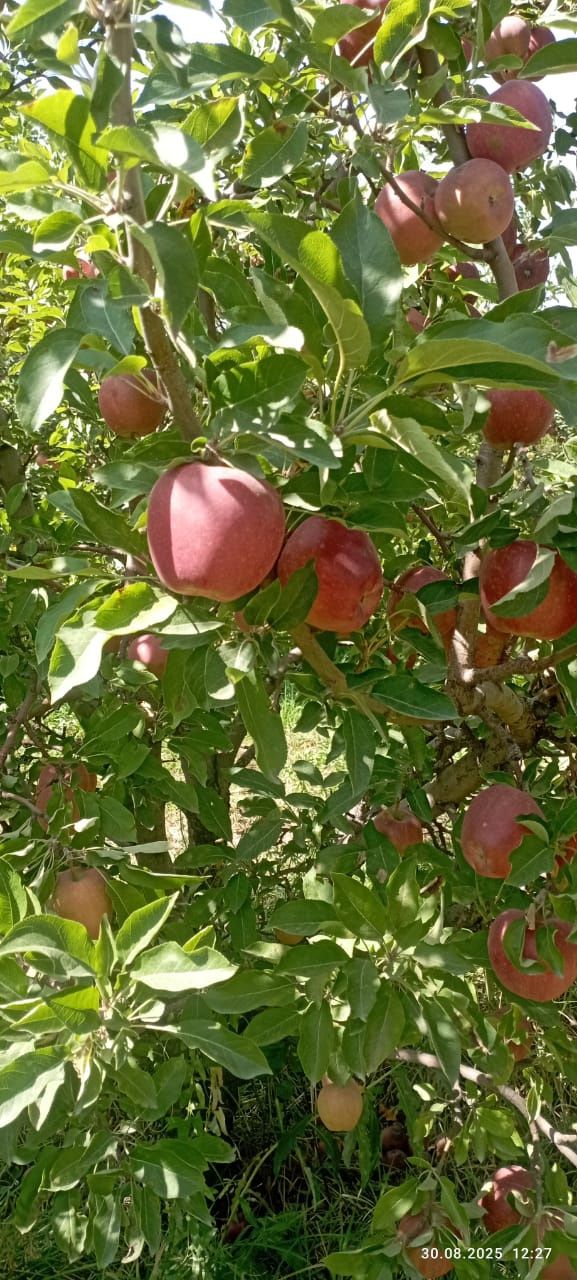 Продам яблоки (осенние сорта)