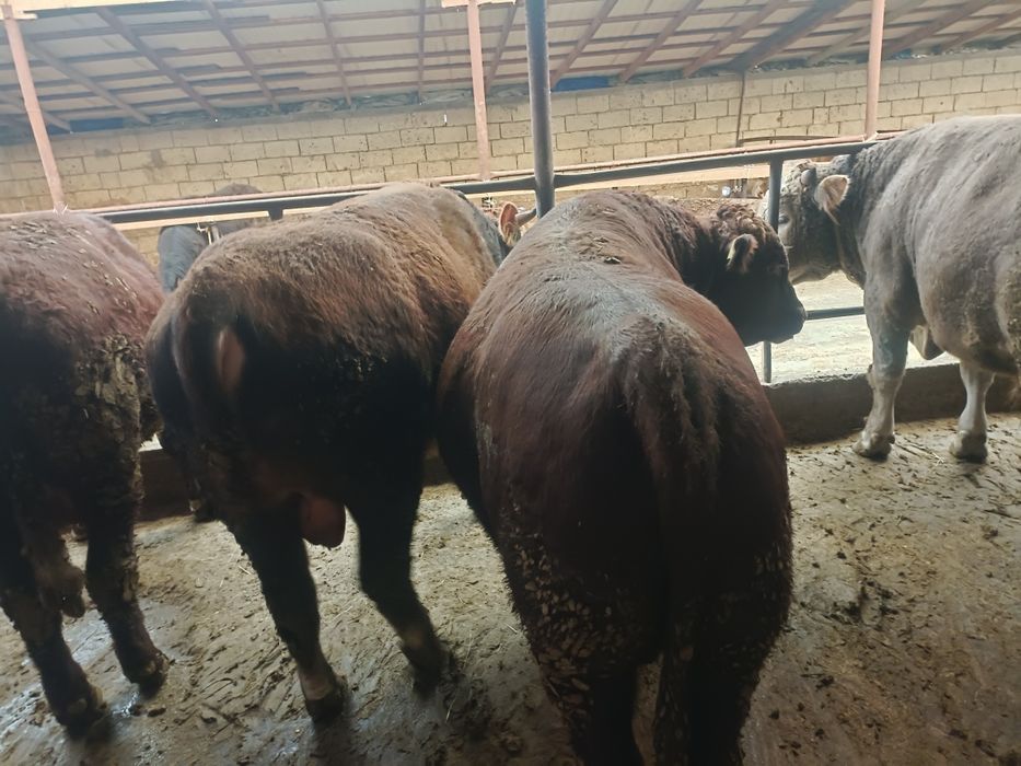 Етке арналған семіз бұқалар