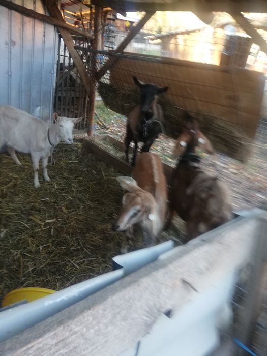 Vând 3 capre ai 1 tap