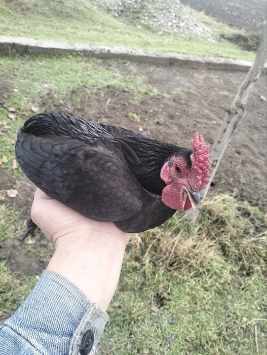 Япон хурозлар сотилади