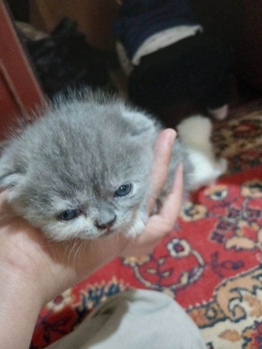 Mushuk bolachalari toza paroda