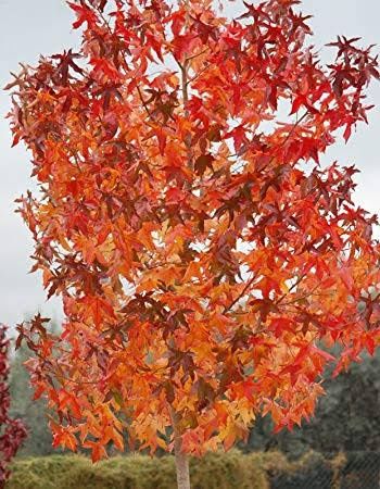 Pomi ornamentali  arborele de guma  Liquidambar