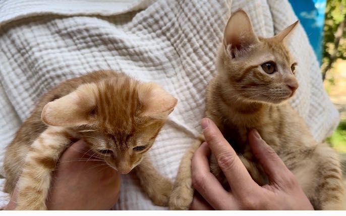Котята-девочки Молли и Белла ищут дом!