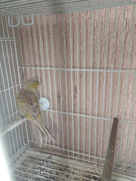 Canari timbrado clasic original continu