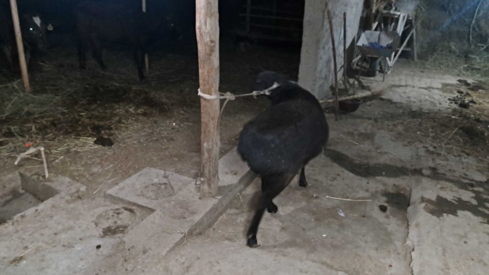 Катта соглом кора кучкор сотилади 2йош