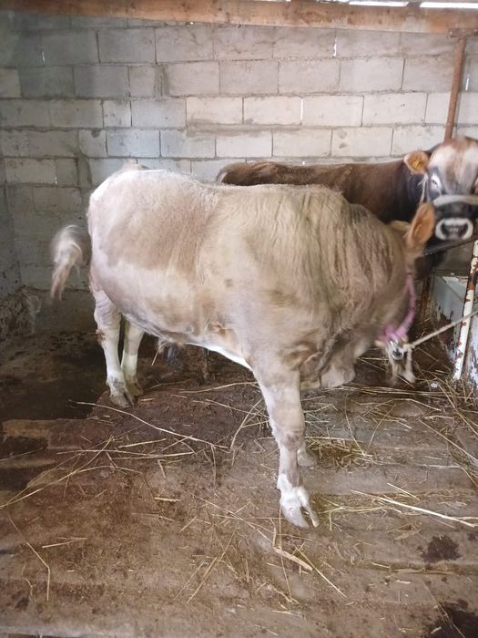 Продаются  бычки