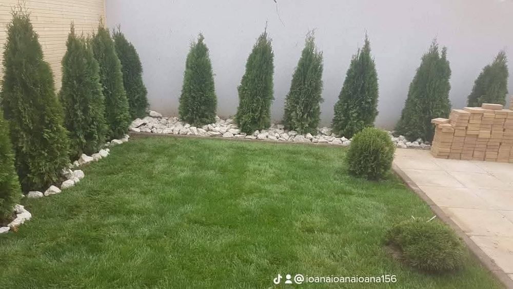 Vând plante ornamentale