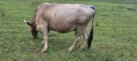 Vaca Bruna de Maramureș