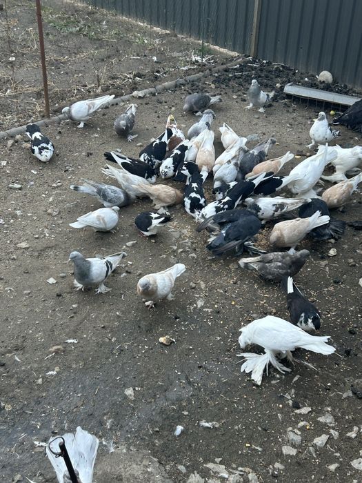 Porumbei takla culori variate