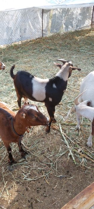 Țap metis de Lamacha