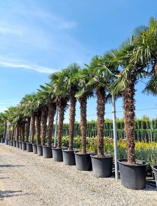 Palmieri Trachycarpus Fortunei 1.5m - 5m rezista pună la -20° C