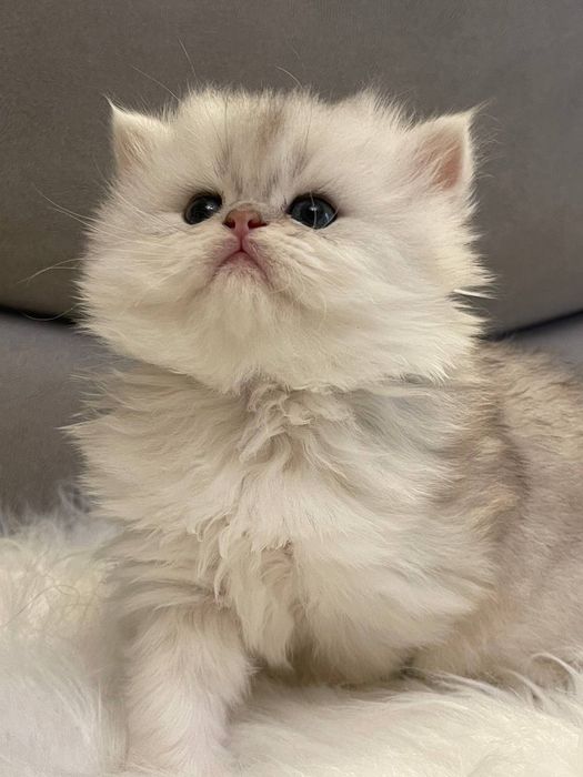 Чистакровная Серебристая шеншила ns11