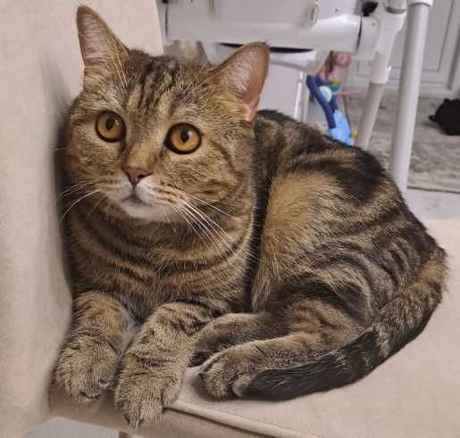 Отдам в хорошие и надежные руки котика