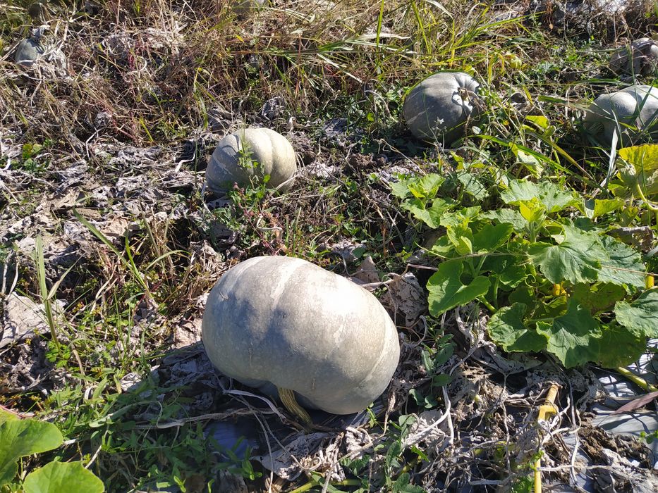 Тиква сива-пловдивска 0,40лв.