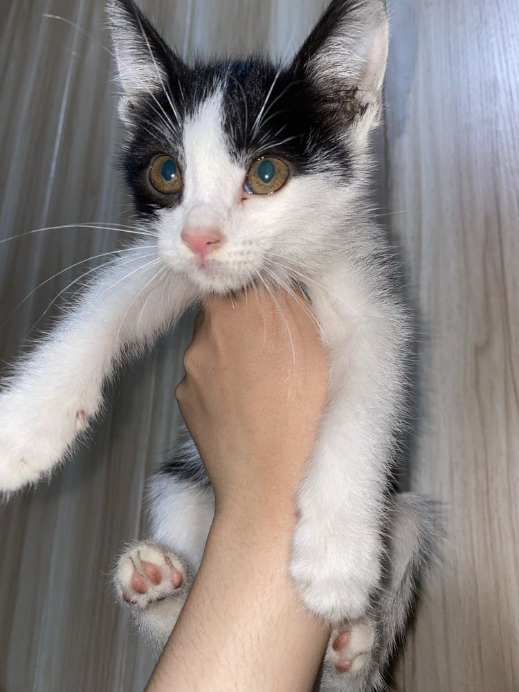 Отдадим котёнка в хорошие руки.