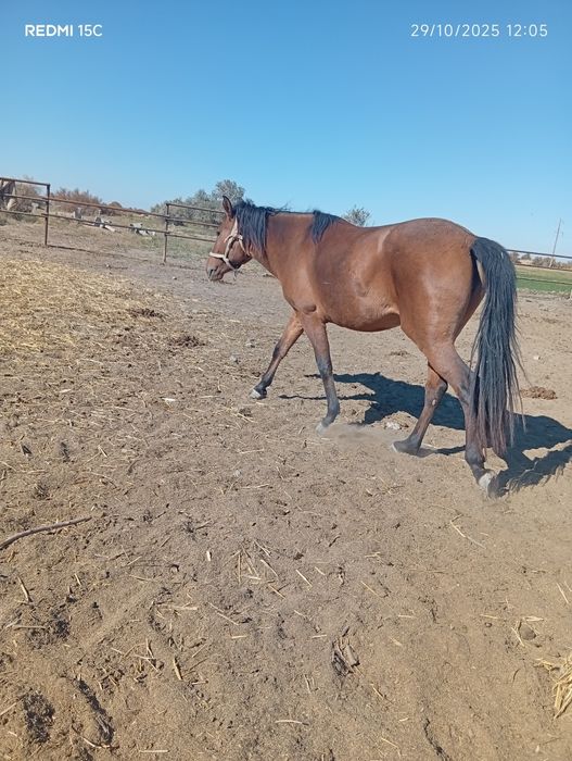 Ikalasiyam kata buğoz