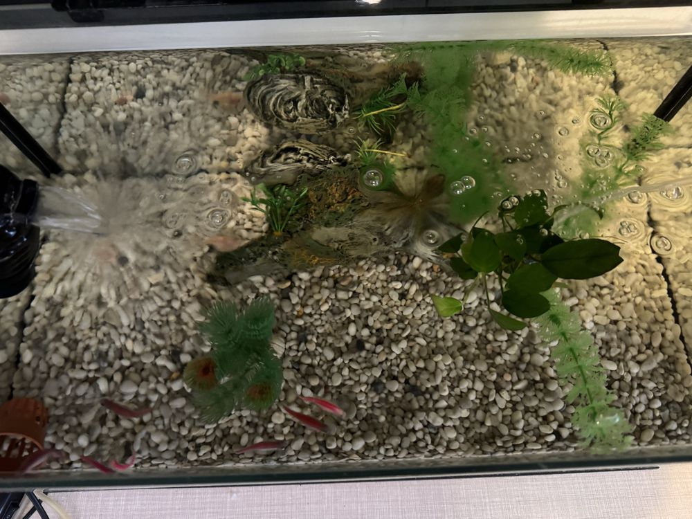 Vand acvraiu aquael leddy 60 cu pesti, full echipat