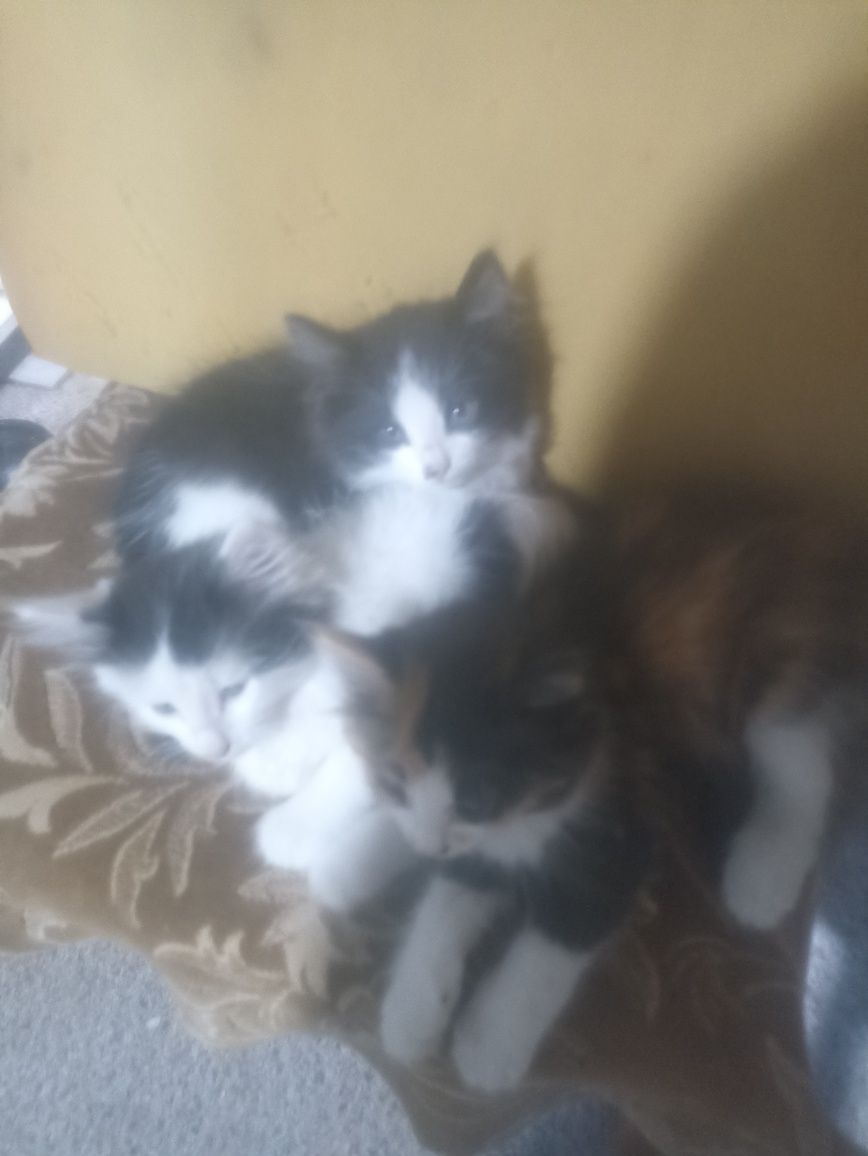 Котята в добрые руки