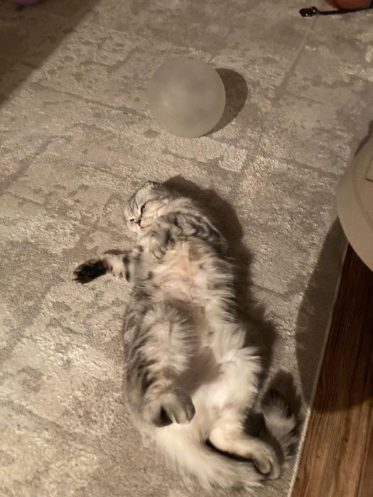 Отдаю кошку шотладскую