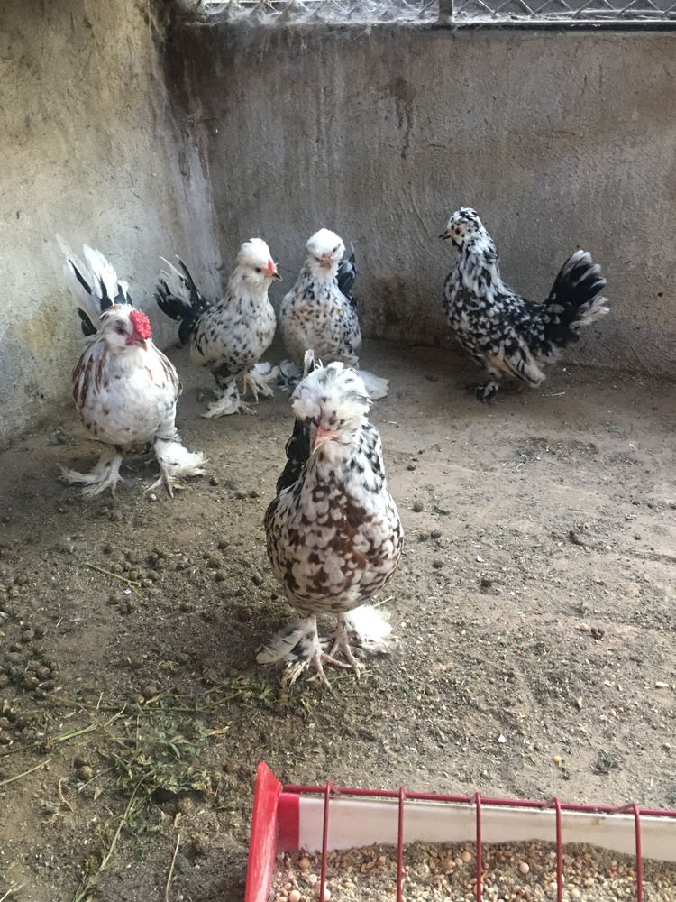 Продавам петлета  и ярки джинки