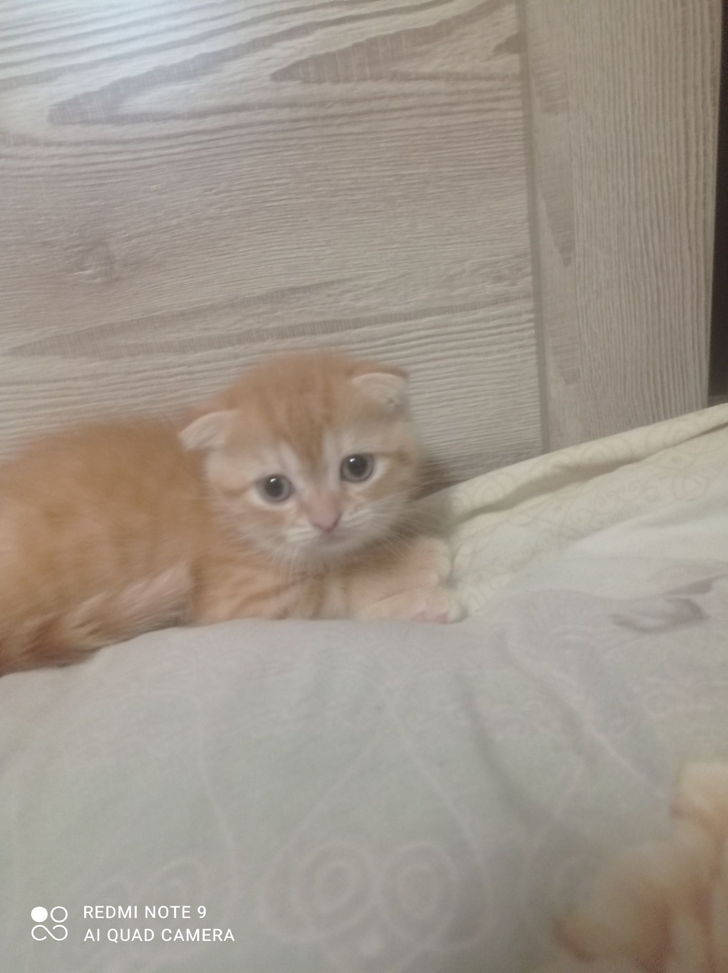 Продам котят шотландская вислоухая.