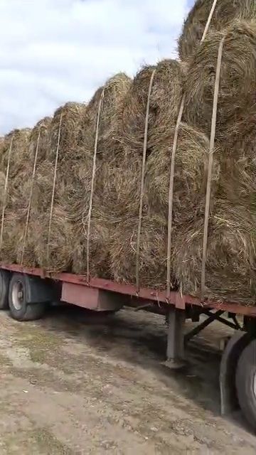 Шөп 2025. Сено разнотравье в рулонах