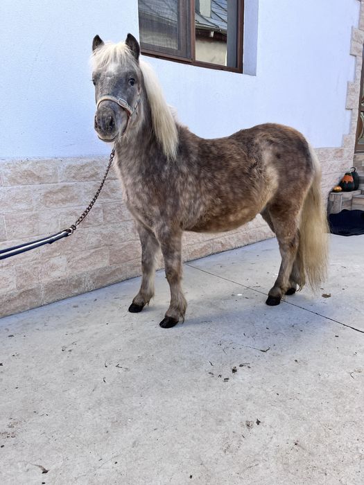 Ponei deosebit pasaport pedigree