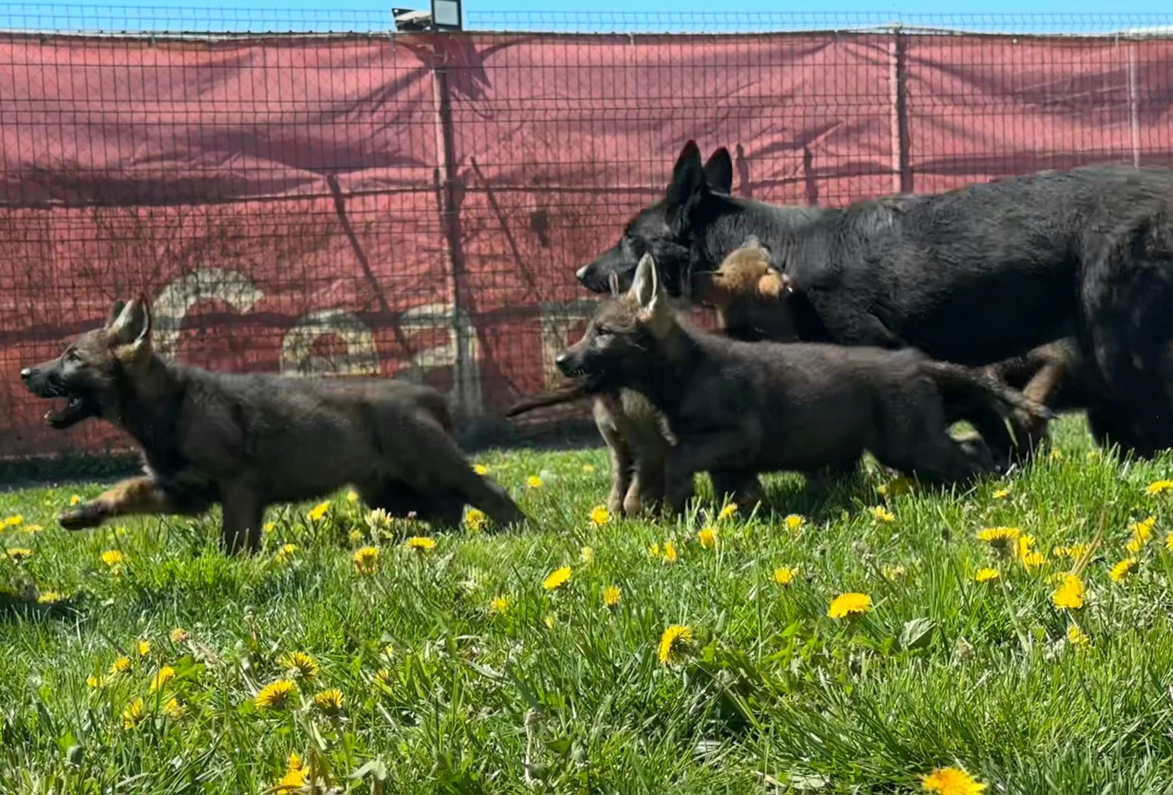 Pui ciobanesc german cu pedigree