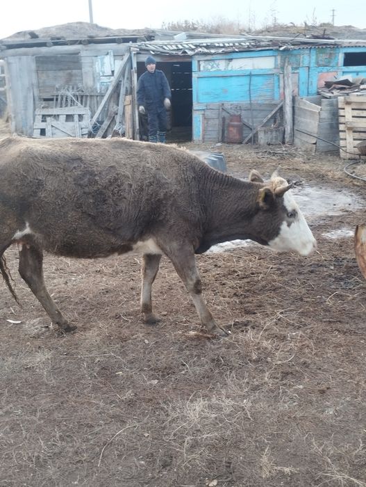 Продам корову первая телка