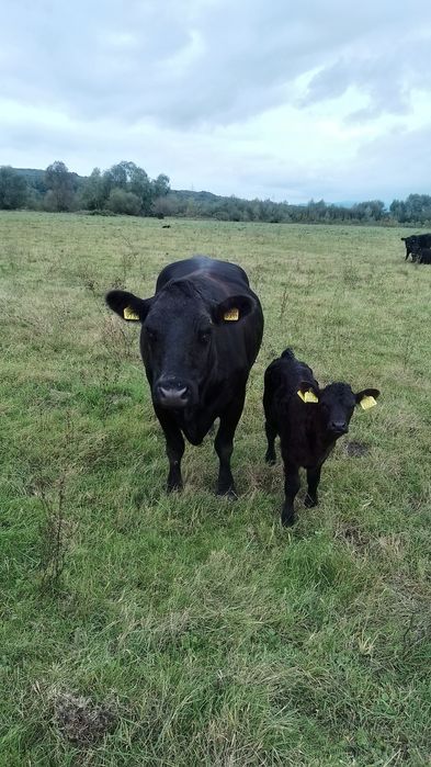 Vând vacă rasa Angus cu certificat de origine cu vițea de 3 săptămâni