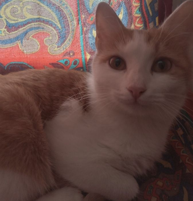 Маргау ургашы. 5 ай. Саркыт бар. Адеми суйкимди акылды