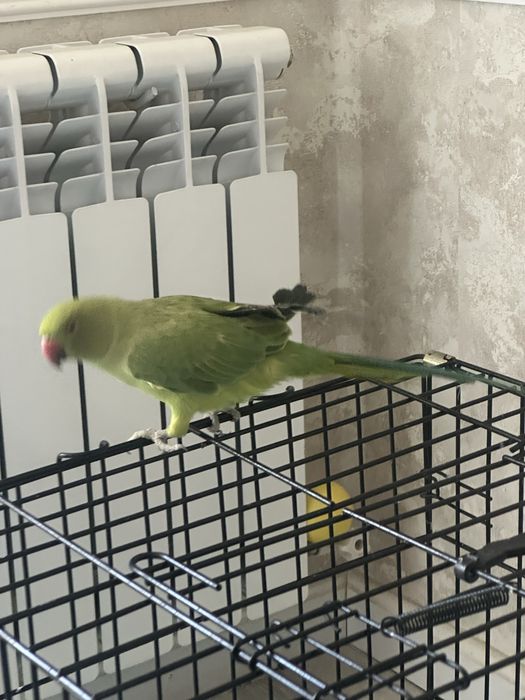 Ajarello ruchnoy sotiladi 1 yoshdan oshgan