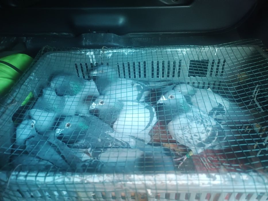 Vând porumbei voiajori zburați