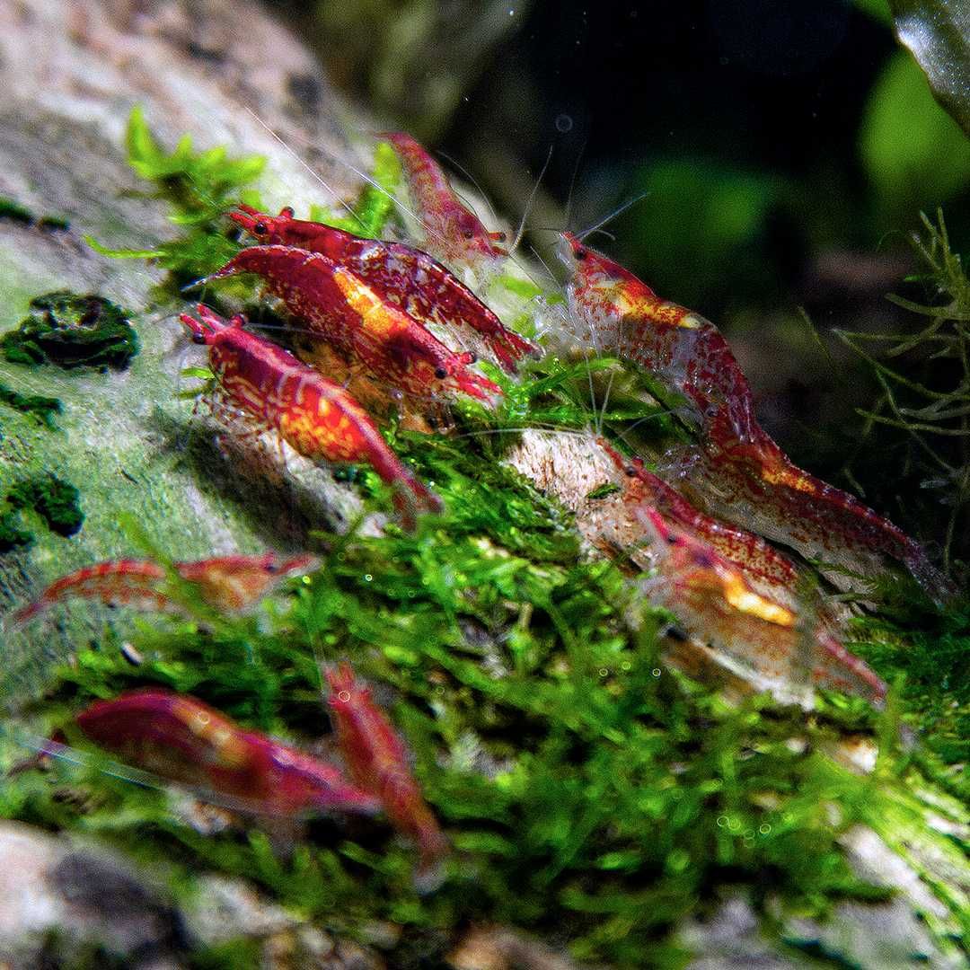 Креветка красная вишня / Red Cherry Shrimp