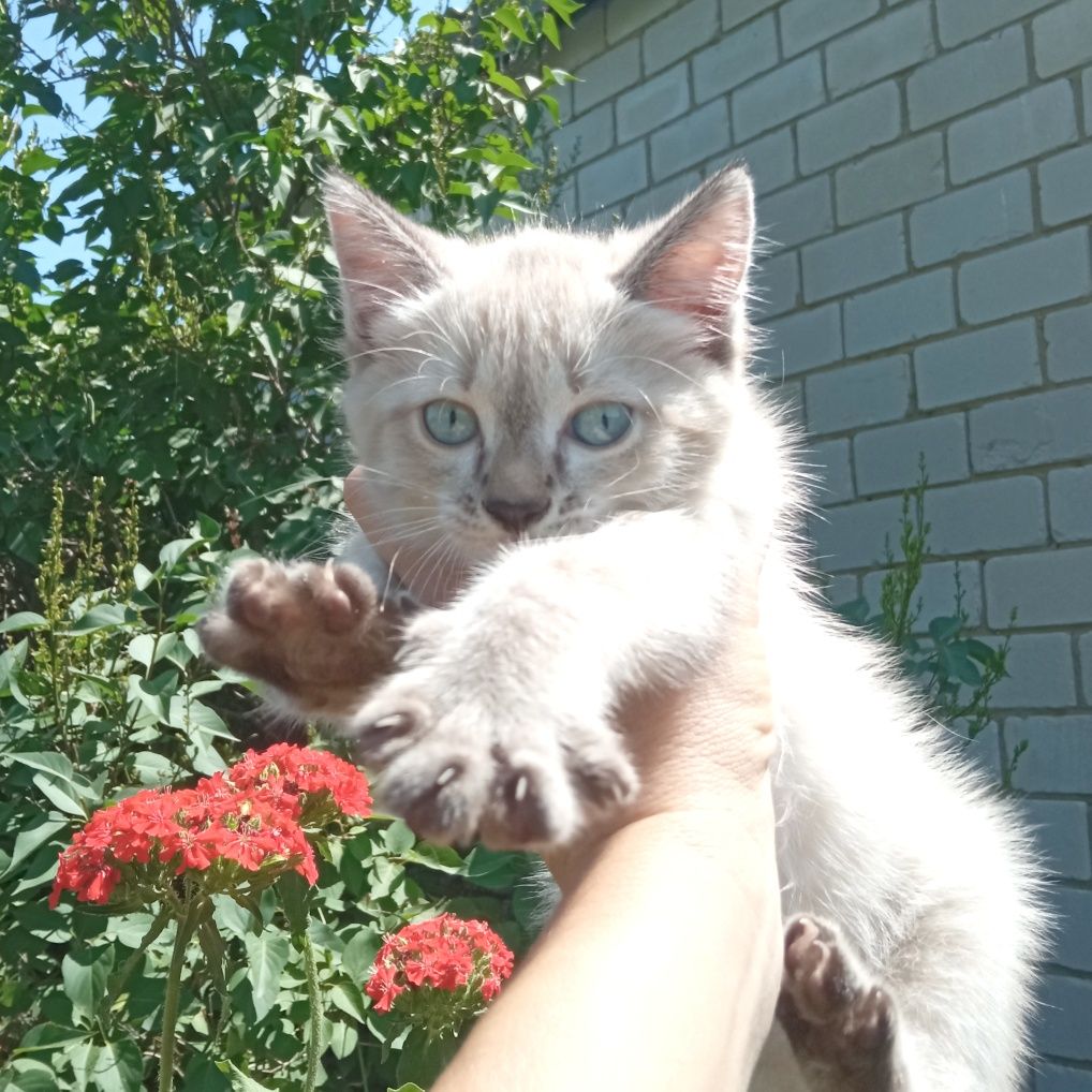 Отдам котенка, девочка.
